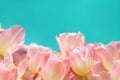 Gently pink tulip flowers on a turquoise one-way background. View from above. Place for the inscription Royalty Free Stock Photo