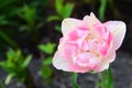 Gently pink tulip