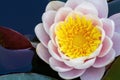Gently pink water lily flower with a yellow center in a pond on green leaves top view Royalty Free Stock Photo