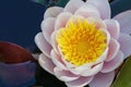 Gently pink water lily flower with a yellow center in a pond on green leaves top view Royalty Free Stock Photo