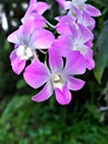 Gently purple flower orchids cooktown ,Dendrobium bigibbum blooming in garden tropical ,soft selective focus for pretty backgroun