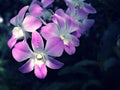 Gently purple flower orchids cooktown ,Dendrobium bigibbum blooming in garden tropical ,soft selective focus for pretty backgroun Royalty Free Stock Photo