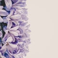 Gently purple hyacinth flower isolated on lilac background. Closeup.