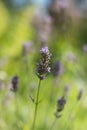 A gently purple lavender flower against a background of light green blurred the backdrop of a green garden, Shallow DOF Royalty Free Stock Photo