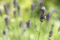 A gently purple lavender flower against a background of light green blurred background with a bush, Shallow DOF Royalty Free Stock Photo