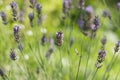 A gently purple lavender flowers against a background of light green blurred background with a bush, Shallow DOF Royalty Free Stock Photo