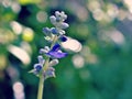 Gently Purple Salvia farinacea sage flower in garden with soft selective focus ,delicate dreamy beauty of nature pretty background Royalty Free Stock Photo