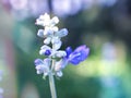 Gently Purple Salvia farinacea sage flower in garden with soft selective focus ,delicate dreamy beauty of nature pretty background Royalty Free Stock Photo