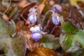 Gently purple violets release buds