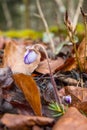 Gently purple violets release buds Royalty Free Stock Photo