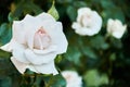 Gently white-beige rose close-up. Beautiful floral background. Valentine`s day and holidays. Love Royalty Free Stock Photo