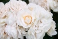 Gently white-beige rose close-up. Beautiful floral background. Valentine`s day and holidays. Love Royalty Free Stock Photo