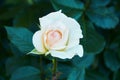 Gently white-beige rose close-up. Beautiful floral background. Valentine\'s day and holidays. Love Royalty Free Stock Photo