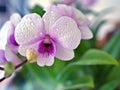 Gently white-purple flower orchids  cooktown ,Dendrobium bigibbum blooming in garden tropical ,soft selective focus for pretty Royalty Free Stock Photo