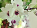 Gently white-purple flower orchids cooktown ,Dendrobium bigibbum blooming in garden tropical ,soft selective focus for pretty