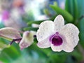 Gently white-purple flower orchids cooktown ,Dendrobium bigibbum blooming in garden tropical ,soft selective focus for pretty