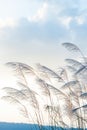 Gently wild reed flowers in the morning spring. Reed flowers blowing in the wind on beautiful clouds, a range of mountains