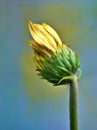Gently yellow daisy flower Transvaal Gerbera in garden with soft selective focus for pretty green blurred background ,macro image Royalty Free Stock Photo