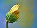 Gently yellow daisy flower Transvaal Gerbera in garden with soft selective focus for pretty green blurred background ,macro image Royalty Free Stock Photo