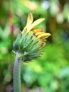 Gently yellow daisy flower Transvaal Gerbera in garden with soft selective focus for pretty green blurred background ,macro image Royalty Free Stock Photo