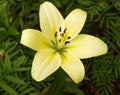 Gently yellow lily with drops of water after a rain, close-up, lily Royalty Free Stock Photo