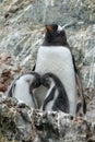 Gentoo Mother and Chicks on Rocky Outcropping