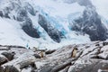 Gentoo pengins walking on the snow with blue glacier in the back Royalty Free Stock Photo