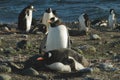 Gentoo penguin