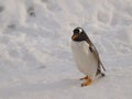 Gentoo Penguin