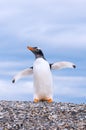 Gentoo penguin Royalty Free Stock Photo