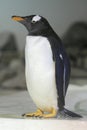 Gentoo penguin Royalty Free Stock Photo