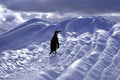 Gentoo Penguin Royalty Free Stock Photo