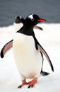 Gentoo penguin Royalty Free Stock Photo