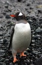 Gentoo Penguin