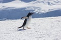 Gentoo penguin, antarctica Royalty Free Stock Photo