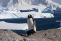 Gentoo penguin, antarctica Royalty Free Stock Photo