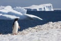 Gentoo penguin, antarctica Royalty Free Stock Photo