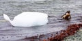 Gentoo Penguin in Antarctica