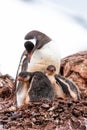 Gentoo Penguin in Antarctica