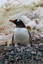 Gentoo Penguin in Antarctica Royalty Free Stock Photo