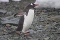 Gentoo penguin, Antarctica