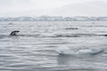 Antarctica Gentoo Penguin Swimming, Hunting Fish