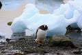 Gentoo penguin in Antarctica, Waterboat Point Royalty Free Stock Photo