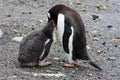 Gentoo penguin in Antarctica, Waterboat Point Royalty Free Stock Photo