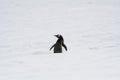 Gentoo Penguin, Antarctica, Wildlife Bird Royalty Free Stock Photo