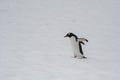 Gentoo Penguin, Antarctica, Wildlife Bird Royalty Free Stock Photo