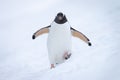 Gentoo penguin approaching camera on snowy hill Royalty Free Stock Photo