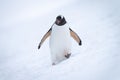 Gentoo penguin approaching camera on snowy slope Royalty Free Stock Photo
