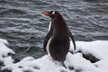 Gentoo penguin from the back on snow against ocean, Antarctica Royalty Free Stock Photo