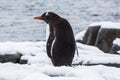 Gentoo penguin from the back on snow against ocean, Antarctica Royalty Free Stock Photo